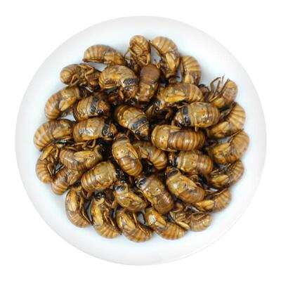 山东大个活体速冻知了猴有复眼