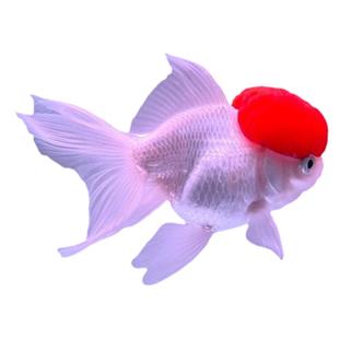 金鱼活体鹤顶红金鱼鸿运当头红狮金鱼红狮头黑龙眼兰寿水泡珍珠鱼