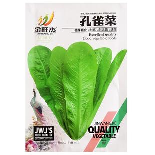 孔雀菜种籽生菜种孑四季罗马生菜种籽阳台盆栽早熟速生菜籽种大全