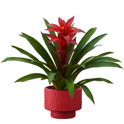 招财手红玉扇好养净化空气盆栽