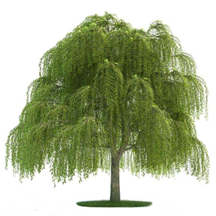 柳树苗庭院道路占地绿化苗木青皮垂柳黄金柳金丝柳速生竹柳小树苗