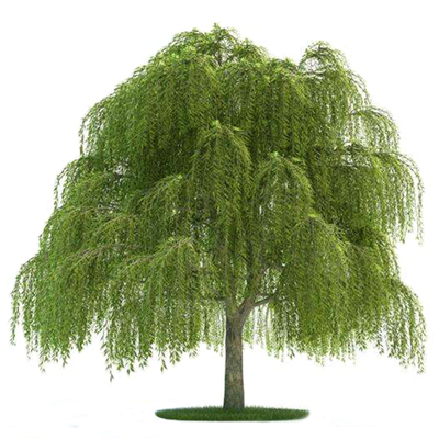 青皮垂柳黄金柳金丝柳竹柳小树苗