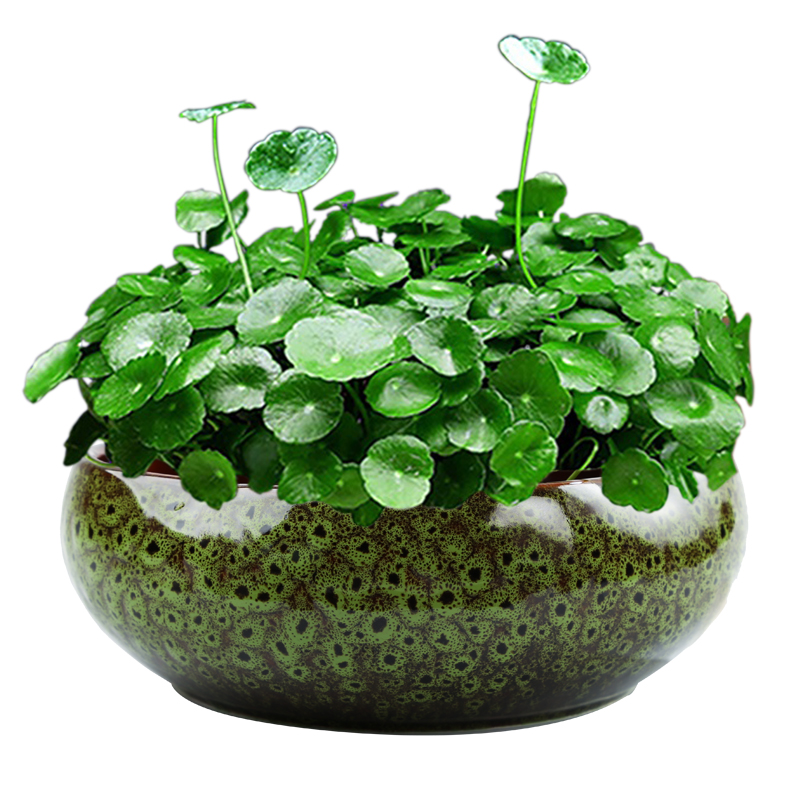 水仙花盆陶瓷銅錢草水培睡蓮一葉蓮?fù)肷徑疱X草水養(yǎng)專用盆缸無(wú)孔大