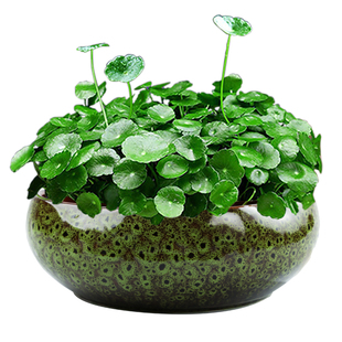 花盆陶瓷铜钱专用花盆睡莲碗莲水培器皿金钱草养花植物容器水仙缸