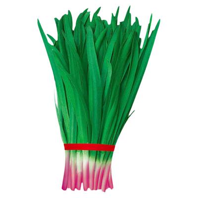 紫根韭菜种子种籽寿禾