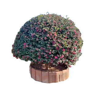 茶梅盆栽老桩红茶梅花树苗山茶花卉带花苞小苗庭院四季植物绿化