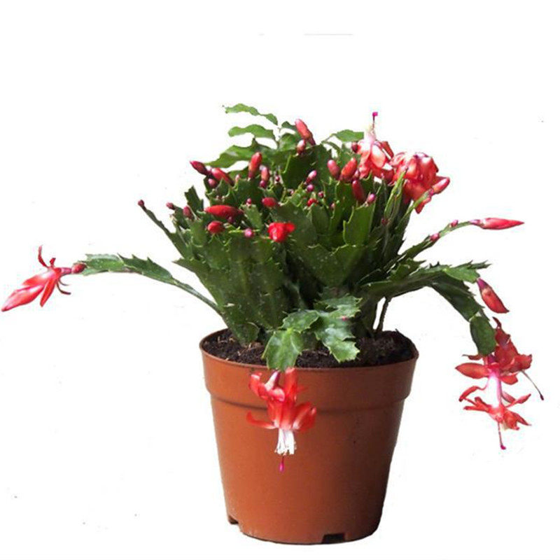 蟹爪兰花苗 客厅绿植盆栽花卉 蟹爪兰带根不带花苞发货 当年开花