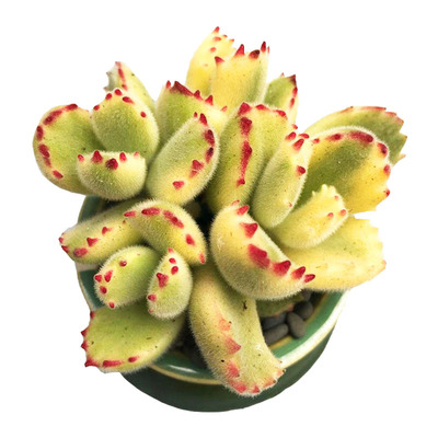 老桩群生盆栽花卉多肉植物