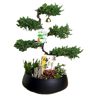 五层塔松盆栽青松绿植新年搬家乔迁礼物开业送礼旺宅盆景室内植物