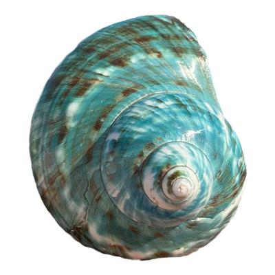 天然海螺贝壳帝王蝾螺水族鱼缸造景摆件寄居蟹替换壳海边纪念品