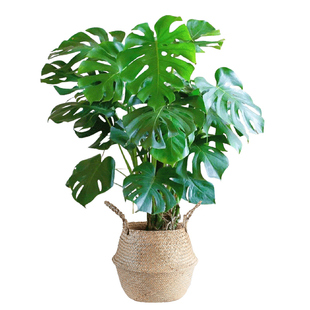 老桩龟背竹客厅绿植盆栽大型落地观叶植物大叶开背办公室喜阴室内