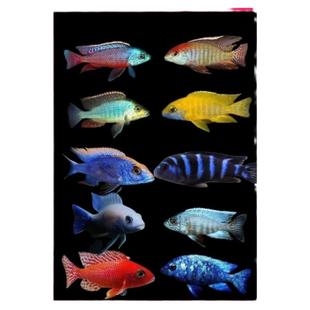 三湖慈鲷 马鲷 龙血火焰红 特蓝斑马 米雪蓝亚拉 热带鱼观赏鱼苗