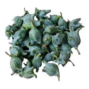 野生侧柏果新鲜柏树籽中药材助眠枕头侧柏叶洗发泡酒制精油做香料