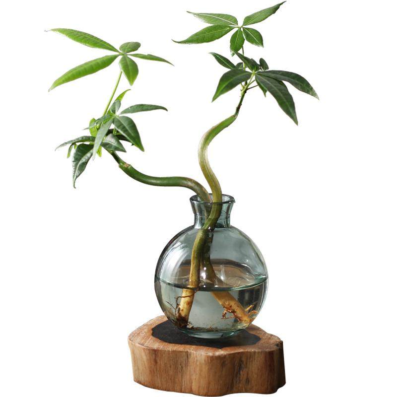 发财树小盆栽花卉水培植物客厅桌面绿植室内四季招财树办公室好养