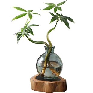 发财树小盆栽花卉水培植物客厅桌面绿植室内四季招财树办公室好养