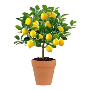 香水柠檬树盆栽带果可食用室内庭院种植四季结果广东无核青柠檬苗