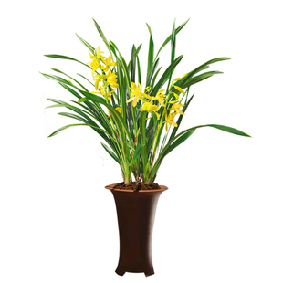 禅月达摩兰花盆栽带花苞发室内高级名贵花卉植物四季开绿植蝴蝶兰