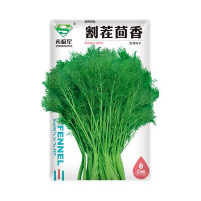 四季盆栽割茬茴香种子