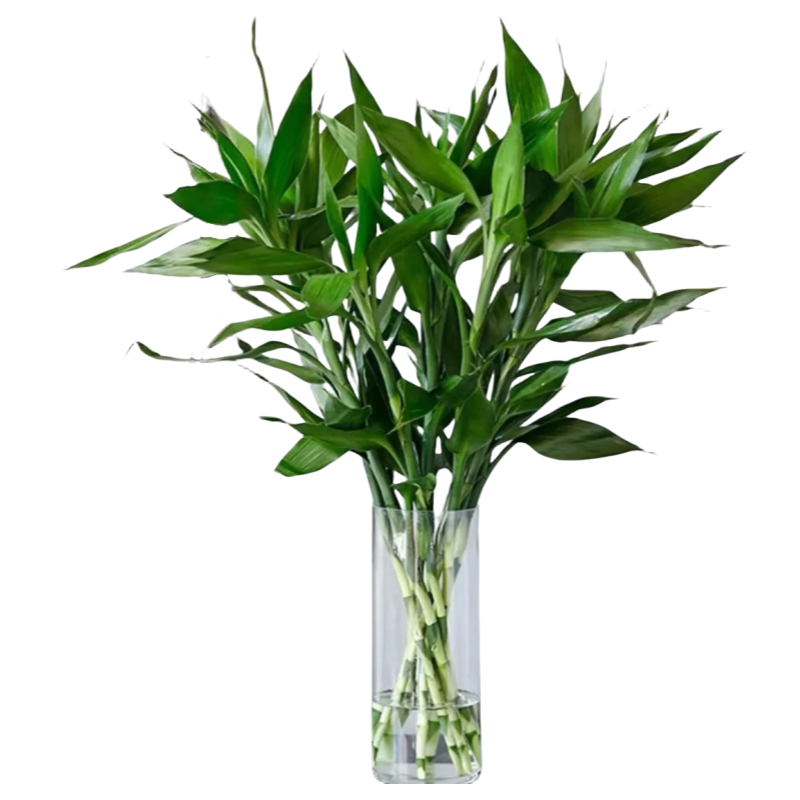 【客厅招财】带根富贵竹水培植物