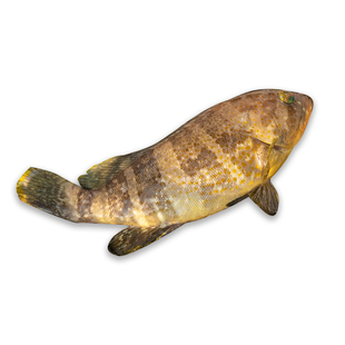 石斑鱼 500g 1条  东山岛海鲜 海捕石斑鱼 海钓深海鱼 土斑宝宝鱼