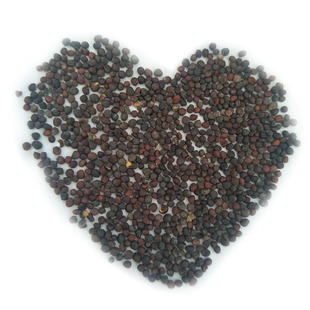 苤兰种子芥兰头种籽玉头种孑大头菜青苤兰水果苤蓝球茎甘蓝蔬菜