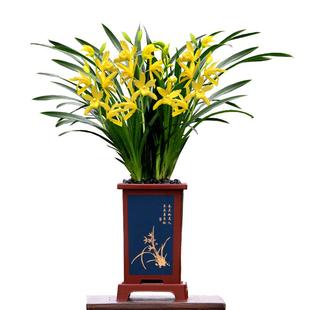 翁源兰花喜花里四季建兰大花黄金小神童台北小姐带花浓香型好易养