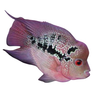 麒麟鹦鹉鱼麒麟罗汉鱼活体血红鹦鹉黄鹦鹉梅花鹦鹉