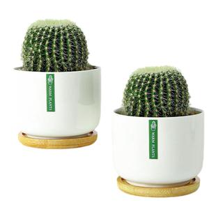 金冠金琥金虎仙人球仙人掌室内盆栽办公室内阳台多肉植物好养花卉