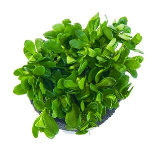 鱼缸水草坨草植物活体增氧阴性生态水培绿植新手懒人造景无需底砂