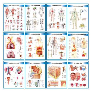人体九大系统结构图器官解剖图运动循环消化呼吸生殖泌尿神经挂图