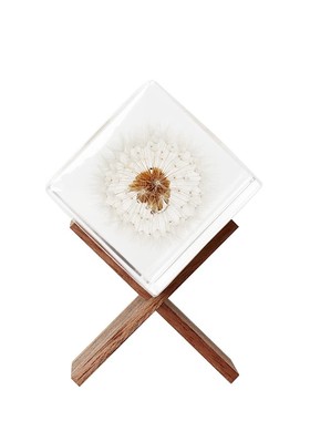 麦秆菊立方体植物标本