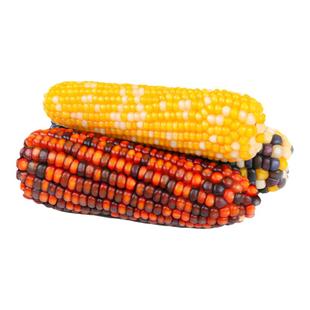 再再仓鼠零食玉米磨牙棒小金丝熊营养粮食面包虫造景用品生活玩具