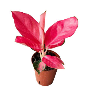 中国红盆栽如意皇后水土培苗室内办公客厅桌摆观叶彩叶植物易养护