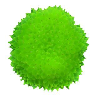 奶嘴海葵地毯荧光绿奶嘴红奶嘴紫点白海葵活体珊瑚小丑鱼共生海葵