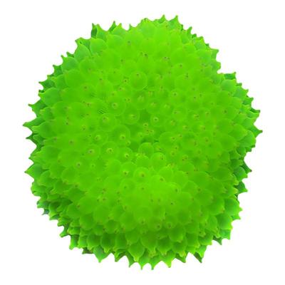 奶嘴海葵活体珊瑚海缸小丑鱼豪宅