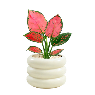 如意皇后花盆栽竹芋吉利红绿植室内四季红火好养易活喜庆花卉植物