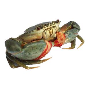 宁海特产一市青蟹野生鲜活大红膏母蟹助农水产海鲜大螃蟹淘宝爱心