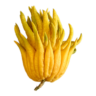 现摘现发金华佛手鲜果佛手柑清供闻香观赏水培新鲜香橼佛手可食用