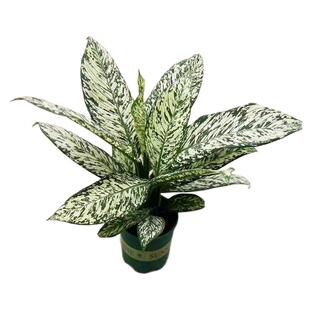 花与花器 暴风雪万年青 进口粗肋草 ins风室内大叶观叶绿植物盆栽