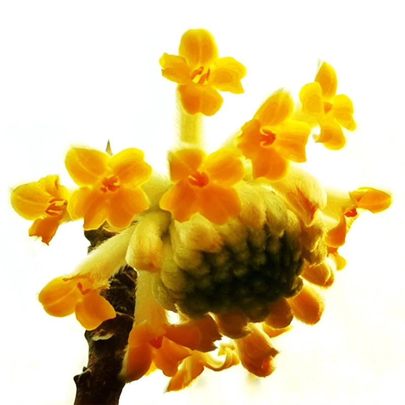 结香花盆栽爱情树金腰带耐寒浓香