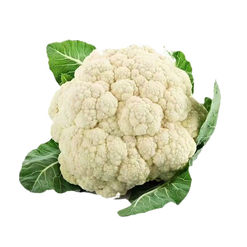 高产花菜苗秧苗青梗松花菜苗花椰家庭园艺种子