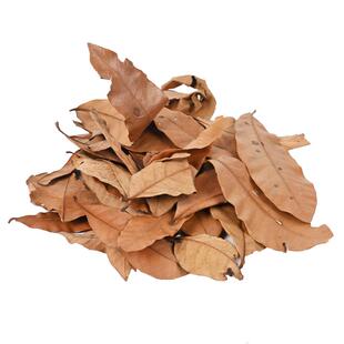 乌龟专用免煮龙眼叶养龟榄仁叶子龟缸造景PH酸碱改善水质腐皮烂甲