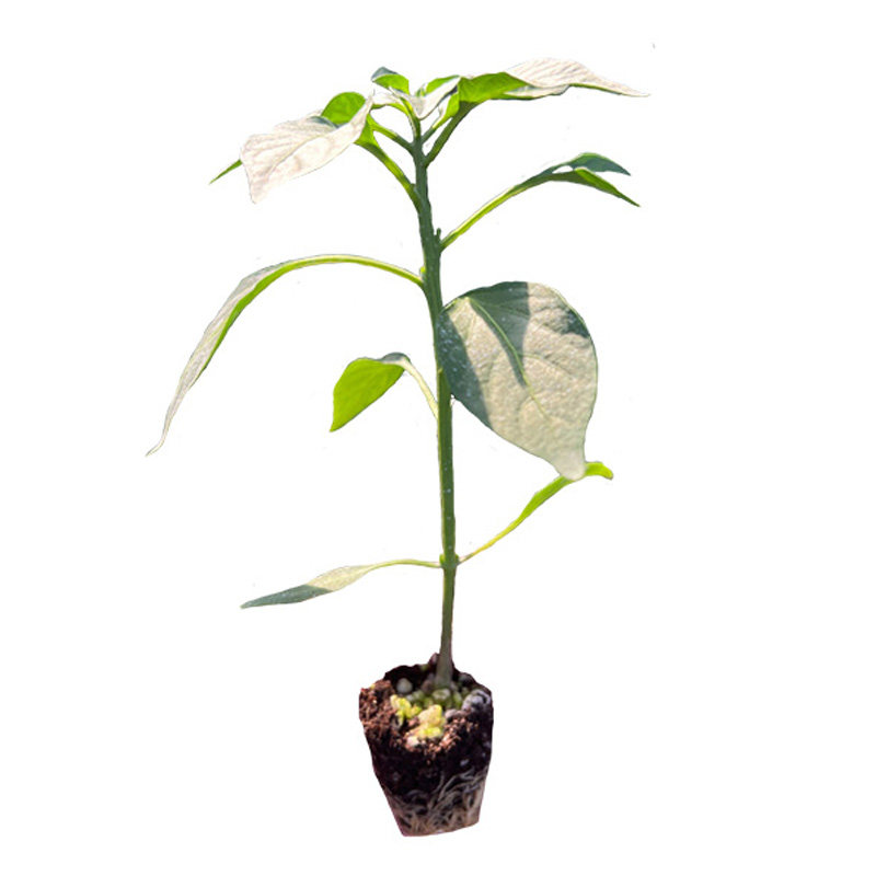 【薄皮麻椒苗】香辣皱皮麻椒苗高产薄皮青椒阳台秧苗庭院种植