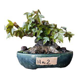 中国记忆盆景盆栽三角枫树进口现货No2