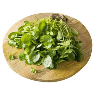 陆地水芹种子沙拉嫩叶耐热高产传家宝室内阳台四季盆栽香草蔬菜