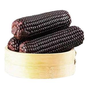 黑糯玉米黑土地新鲜粘糯大棒苞米真空装袋代早餐减低粗粮黑玉米