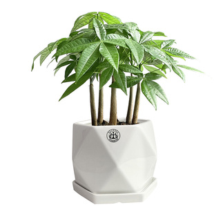 金叶子发财树直生盆景马拉巴栗网红常绿植物室内净化空气桌面盆栽