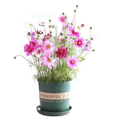 格桑花种子七彩四季种易活花种籽子野花种孑室外花籽波斯菊花种子