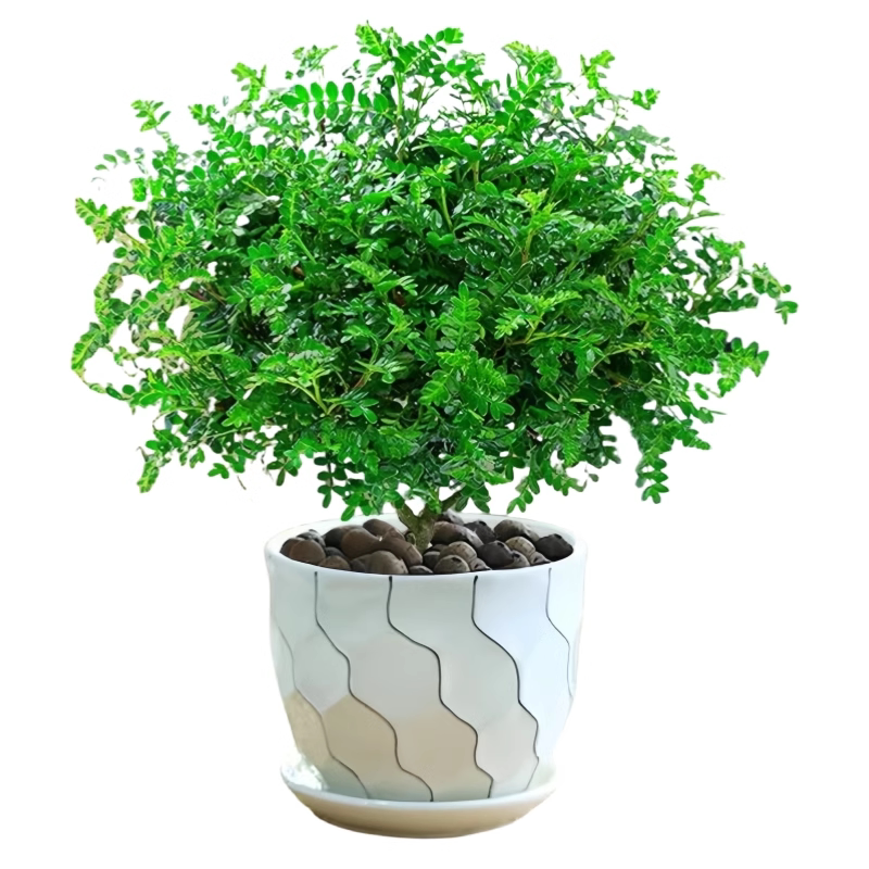 正宗清香胡椒木盆栽花卉室内外驱蚊草植物树苗老桩盆景九里香绿植