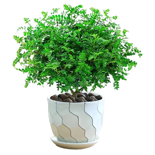 正宗清香胡椒木盆栽花卉室内外驱蚊草植物树苗老桩盆景九里香绿植